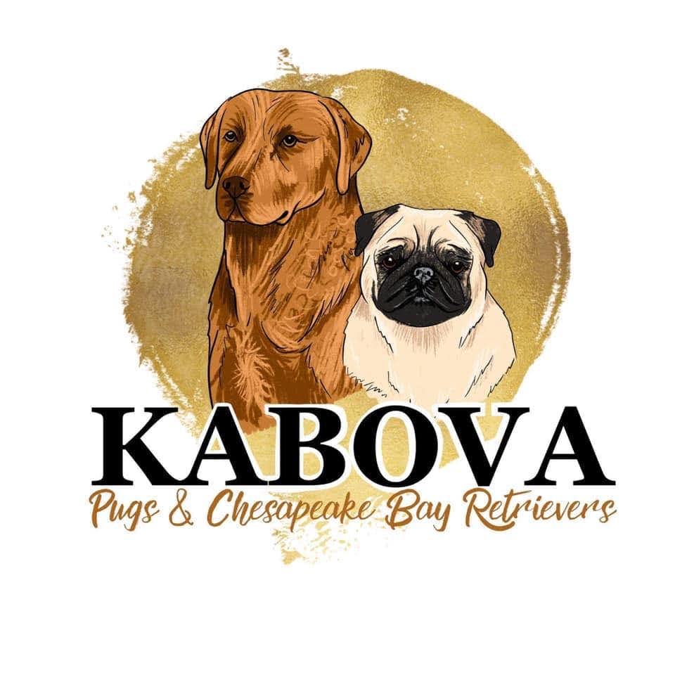 Kabova Pugs and Chesapeake Bay Retrievers