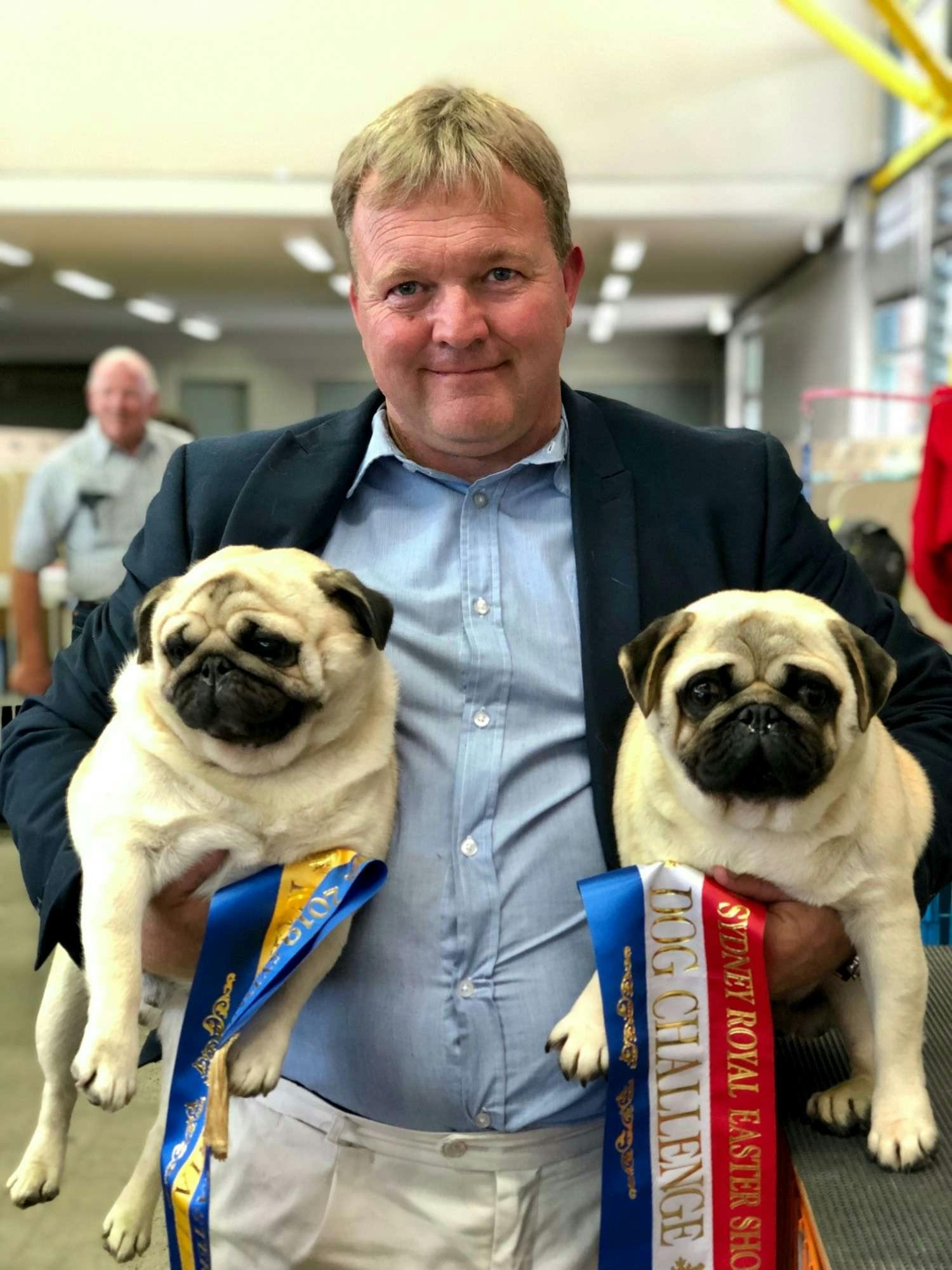 Pugs at the Sydney Royal Easter Show 2019