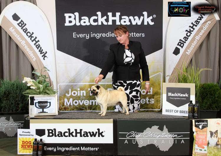 Rogue wins Best of Breed at the Canberra Royal