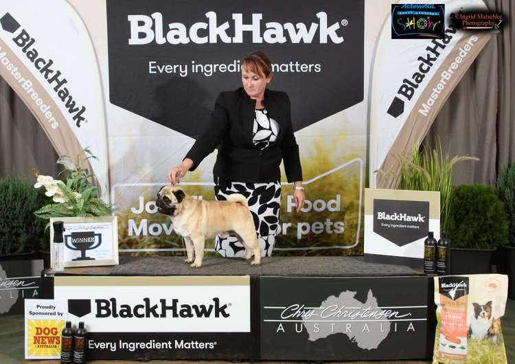Finn wins Challenge Dog at the Canberra Royal