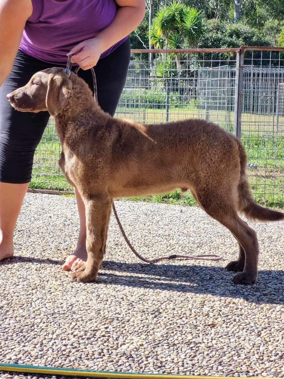 Ted the Chesapeake puppy who is available