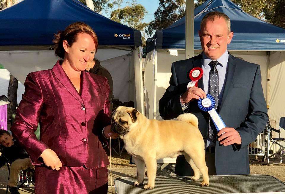Dogs NSW Spring Fair Kabova Pugs and CBR