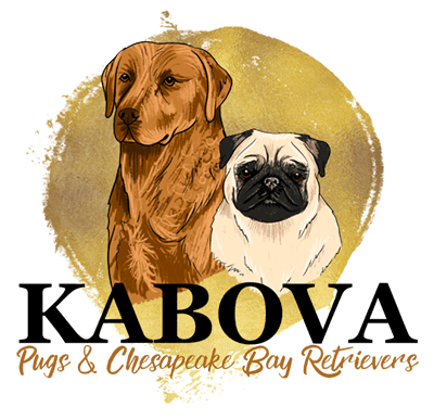 Kabova Pugs and Chesapeake Bay Retrievers | "My Site"