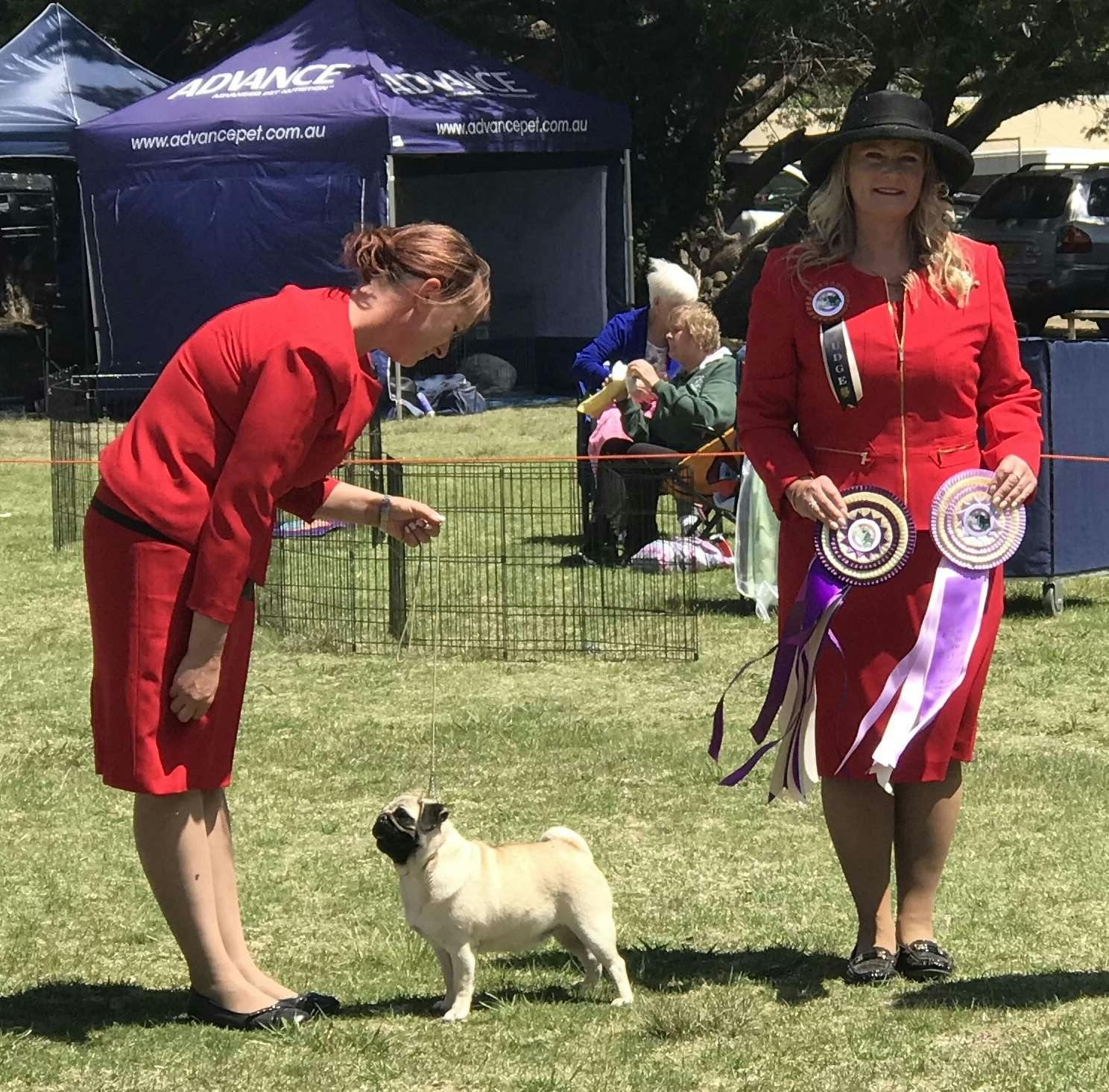 Best in Show at Pug Speciality
